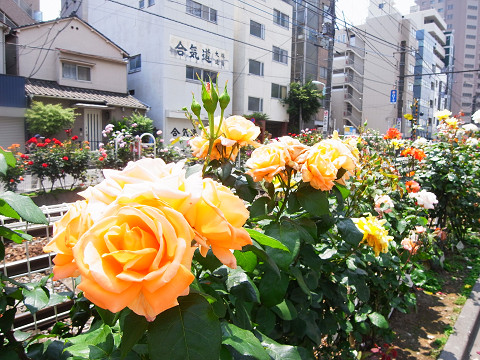 朝日プラザ東池袋