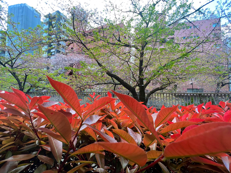眺望　バルコニー バルコニーからは神田川沿いに咲く桜が眺められました❀バルコニーに椅子を用意すれば自宅でお花見気分が味わえ、贅沢な時間を過ごすことができますよ。南向きで温かさを肌で感じられるので外でのひと時を楽しんでくださいね。