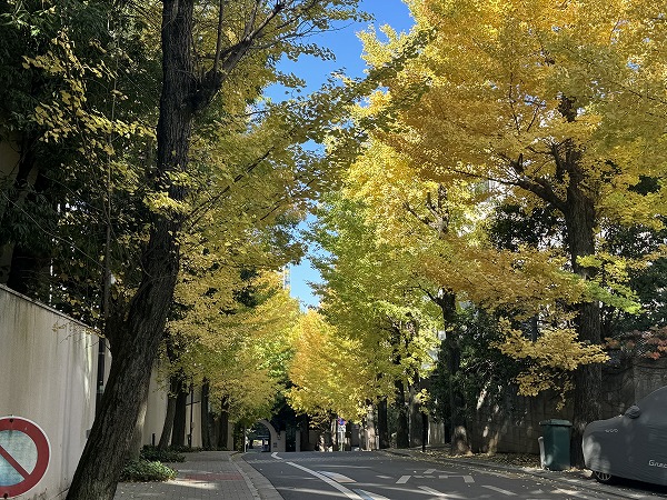 パークレ・ジェイド白金レジデンス前のイチョウ並木